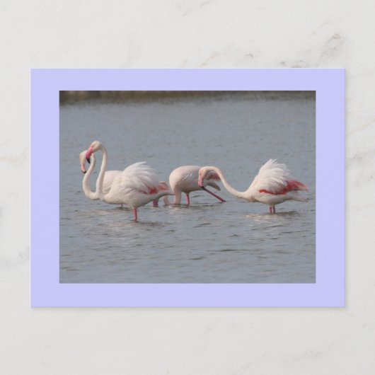 Carte Postale Flamants roses (Devant)