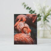 Carte Postale Flamants roses (Debout devant)
