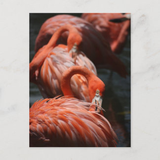 Carte Postale Flamants roses