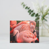 Carte Postale Flamants roses (Debout devant)