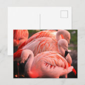 Carte Postale Flamants roses (Devant / Derrière)
