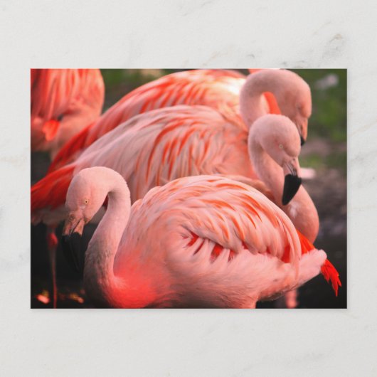 Carte Postale Flamants roses (Devant)