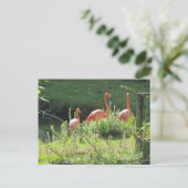 Carte Postale Flamants roses (Debout devant)