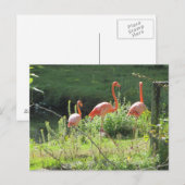 Carte Postale Flamants roses (Devant / Derrière)