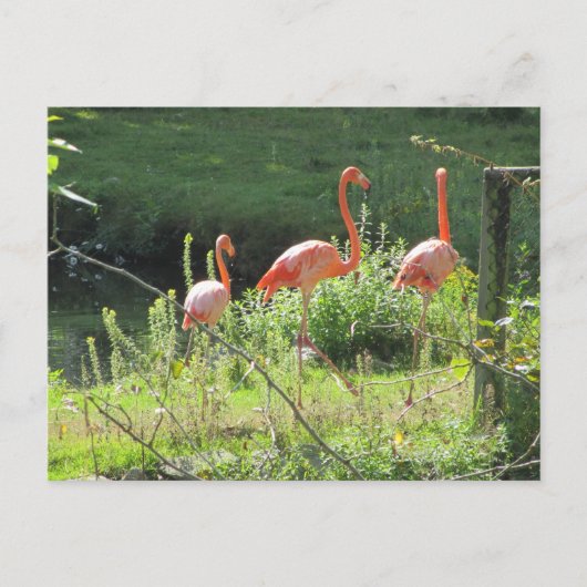 Carte Postale Flamants roses (Devant)