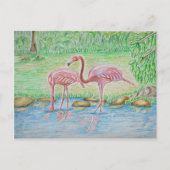 Carte Postale Flamants roses (Devant)
