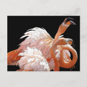 Carte Postale Flamants roses (Devant)