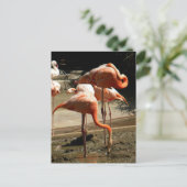 CARTE POSTALE FLAMANTS ROSES 2 (Debout devant)
