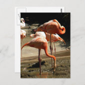 CARTE POSTALE FLAMANTS ROSES 2 (Devant / Derrière)