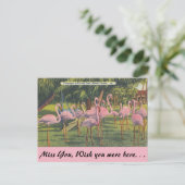 Carte Postale Flamants roses à Miami, Floride (Debout devant)