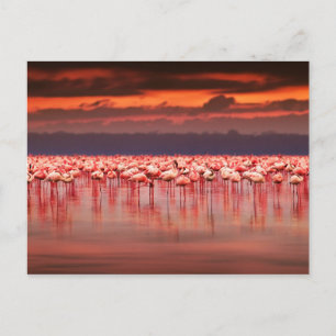 Carte Postale Flamants roses à Sunset