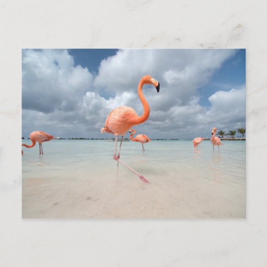 Carte Postale Flamants roses Beach Aruba (Devant)