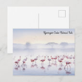 Carte Postale Flamants roses de la Tanzanie de Ngorongoro (Devant / Derrière)