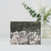 Carte Postale Flamants roses de Loisirs (Debout devant)