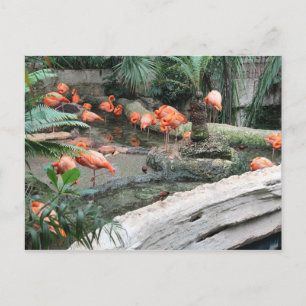 Carte Postale Flamants roses des Caraïbes n° 12