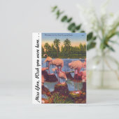 Carte Postale Flamants roses en Floride (Debout devant)