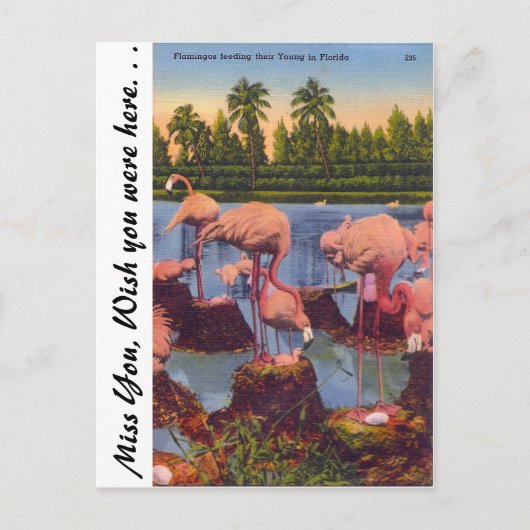 Carte Postale Flamants roses en Floride (Devant)