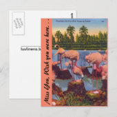 Carte Postale Flamants roses en Floride (Devant / Derrière)