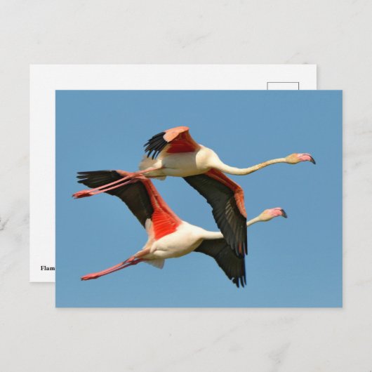 Carte Postale Flamants roses en vol (Devant / Derrière)