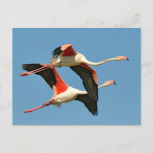 Carte Postale Flamants roses en vol