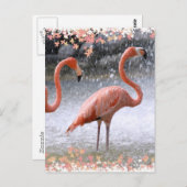 Carte Postale Flamants roses et cascade (Devant / Derrière)