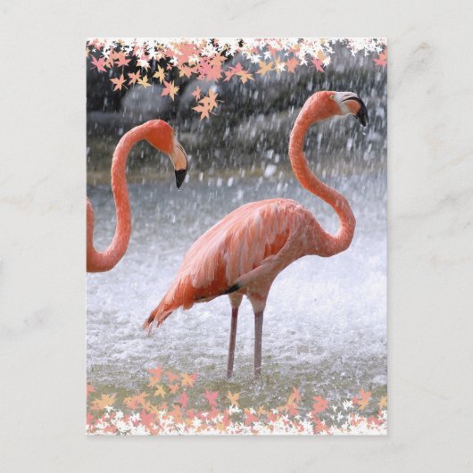 Carte Postale Flamants roses et cascade (Devant)
