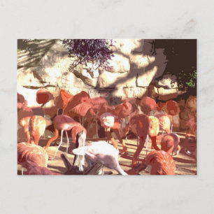 Carte Postale Flamants roses - Maintenant c'est rose ! (Découpe