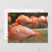 Carte Postale Flamants roses     Photographie originale (Devant / Derrière)