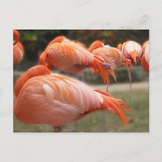 Carte Postale Flamants roses     Photographie originale (Devant)
