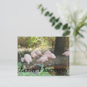 Carte Postale Flamants roses plus petits (Debout devant)