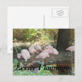 Carte Postale Flamants roses plus petits (Devant / Derrière)