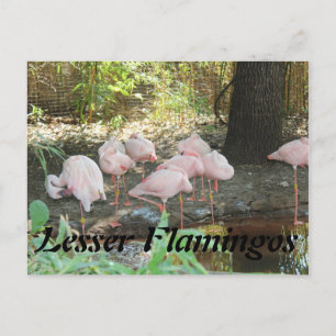 Carte Postale Flamants roses plus petits