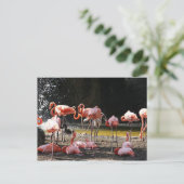 Carte Postale Flamants roses roses (Debout devant)