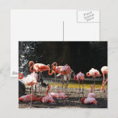 Carte Postale Flamants roses roses (Devant / Derrière)