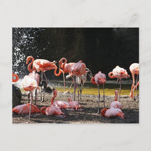 Carte Postale Flamants roses roses (Devant)