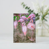 Carte Postale Flamants roses roses (Debout devant)
