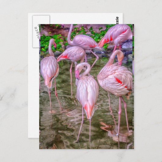 Carte Postale Flamants roses roses (Devant / Derrière)