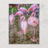 Carte Postale Flamants roses roses (Devant)