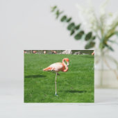 Carte Postale Flamants roses roses (Debout devant)