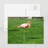 Carte Postale Flamants roses roses (Devant / Derrière)