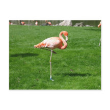 Flamants roses roses