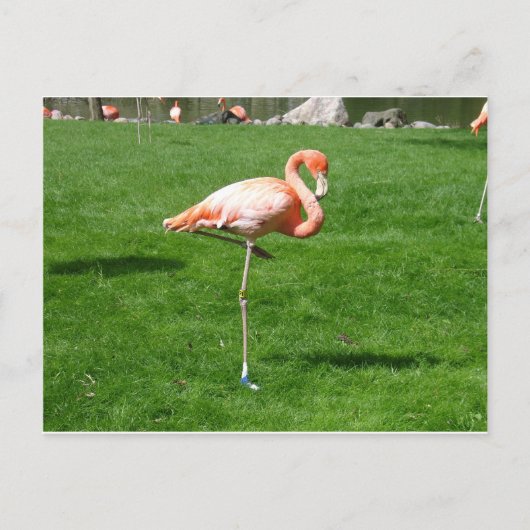 Carte Postale Flamants roses roses (Devant)