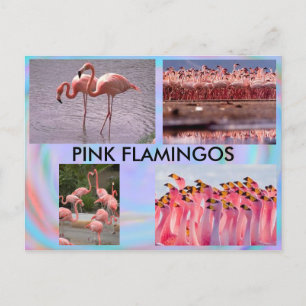 Carte postale Flamants roses roses