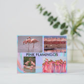 Carte postale Flamants roses roses (Debout devant)