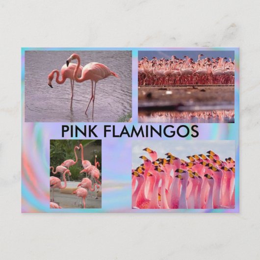 Carte postale Flamants roses roses (Devant)