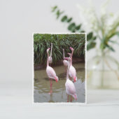 Carte Postale Flamants roses roses (Debout devant)