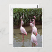 Carte Postale Flamants roses roses (Devant / Derrière)
