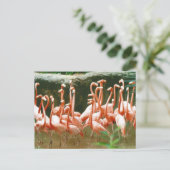 Carte postale Flamants roses roses (Debout devant)