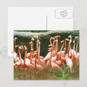 Carte postale Flamants roses roses (Devant / Derrière)