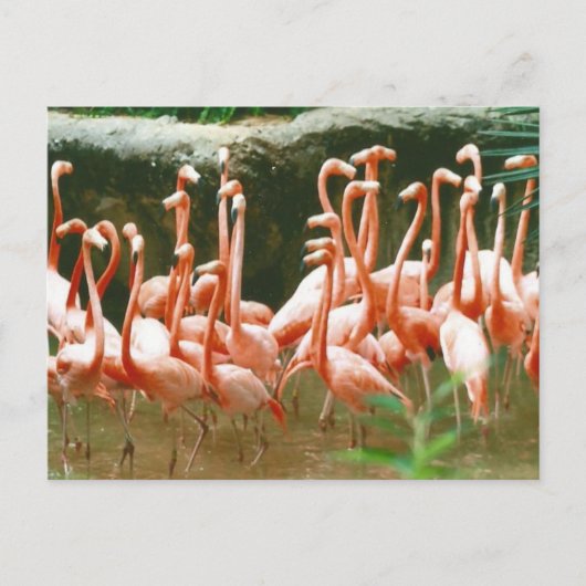 Carte postale Flamants roses roses (Devant)